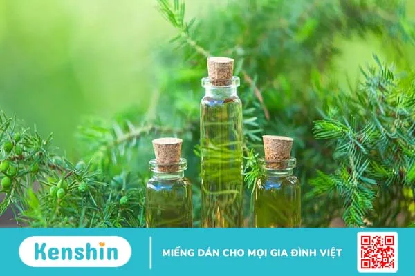 Lợi ích và cách sử dụng tinh dầu cây chè 3