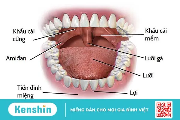 Lưỡi gà dài là gì? Cách điều trị và những lưu ý sau điều trị 1