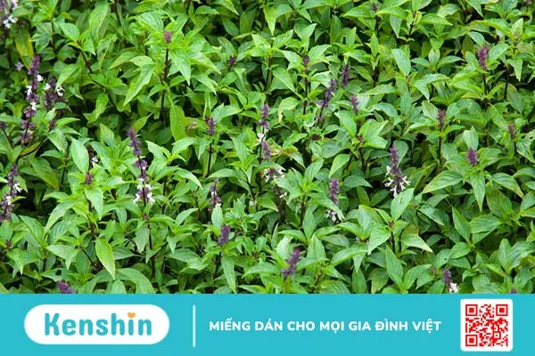 Mách bạn 10 công dụng tuyệt vời của rau quế 1