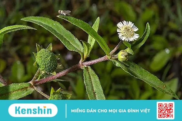 Mách bạn các cách chữa nấm họng bằng thuốc dân gian 2