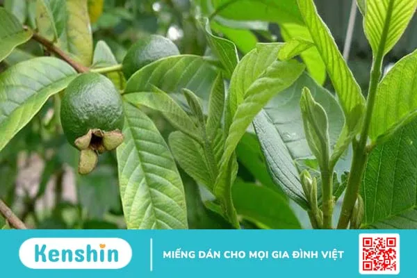 Mách bạn cách chữa bệnh trĩ bằng lá ổi và những điều cần lưu ý 3