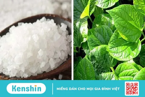 Mẹo chữa bệnh trĩ bằng lá lốt không tốn nhiều chi phí 2