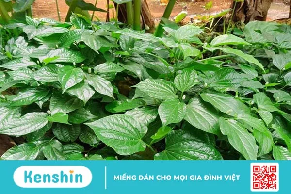 Mẹo chữa bệnh trĩ bằng lá lốt không tốn nhiều chi phí 3