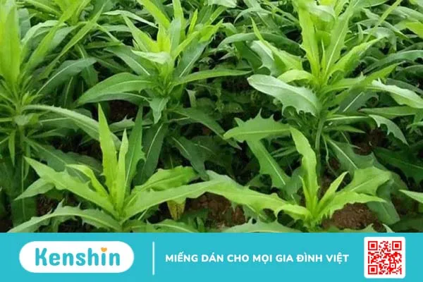 Tắm nước lá bồ công anh hỗ trợ điều trị chốc lở