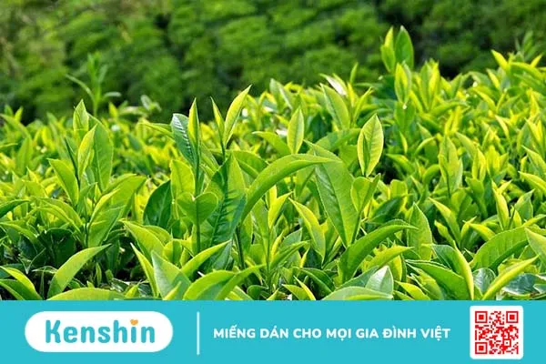 Trà xanh mang lại nhiều công dụng đối với sức khoẻ, làn da