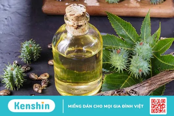 Mẹo sử dụng cây thầu dầu tía chữa bệnh trĩ hiệu quả 2