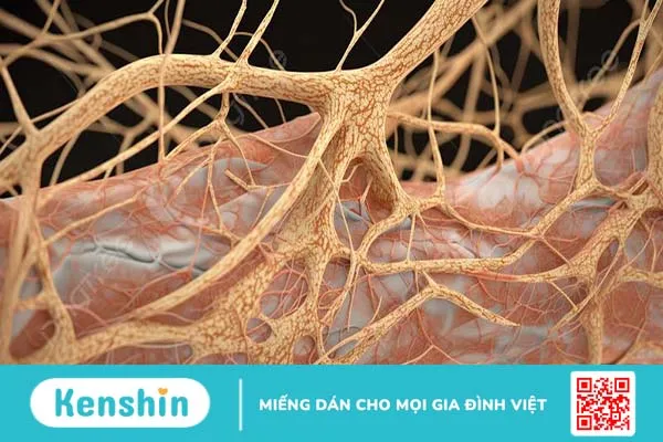 Mô thần kinh có chức năng gì? Biện pháp để duy trì hệ thần kinh luôn khỏe mạnh 1