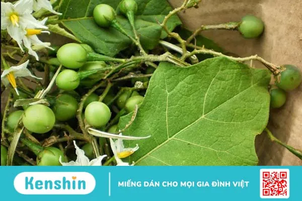 Một số đặc điểm thành phần có trong trà cà gai leo Kami tea 1