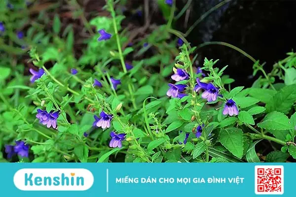 Một số đặc điểm thành phần có trong trà cà gai leo Kami tea 2