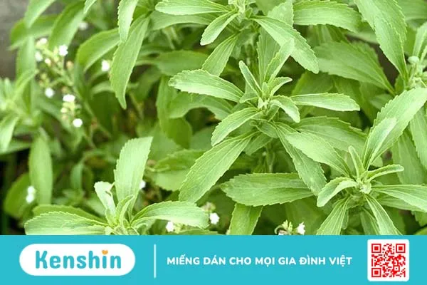 Một số thông tin về trà nấm đông trùng hạ thảo Kami tea bạn cần biết 3