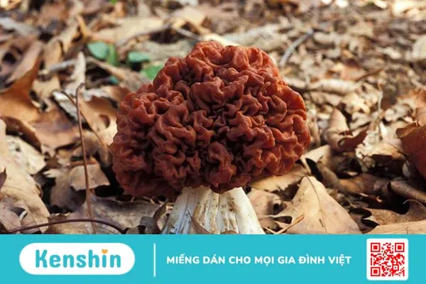 Nấm false morel có ăn được hay không?