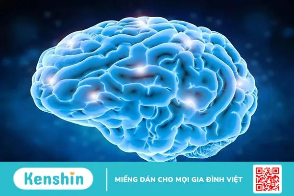 Não người có mấy thùy và đảm nhận chức năng gì? 1