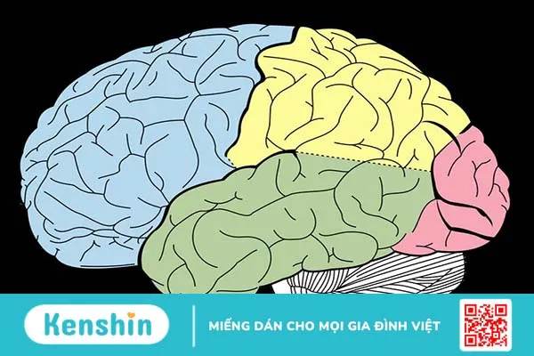 Não người có mấy thùy và đảm nhận chức năng gì? 2