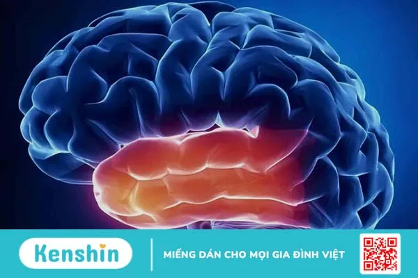 Não người có mấy thùy và đảm nhận chức năng gì? 3