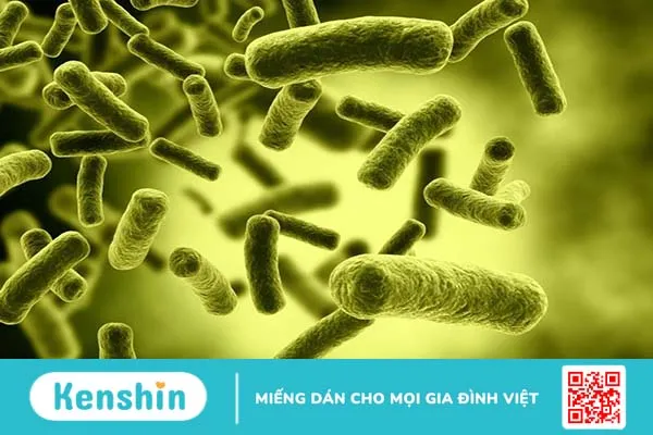 Ngộ độc e coli khi sử dụng thực phẩm có triệu chứng ra sao? Cách phòng ngừa1