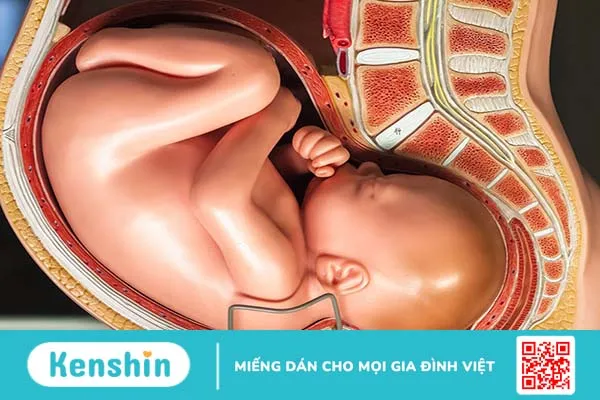 Ngôi thai là gì? Tầm quan trọng của việc xác định ngôi thai trong chuyển dạ 1