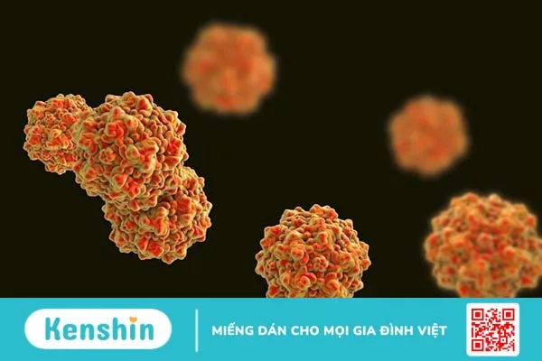 Nhiễm Parvovirus khi mang thai có ảnh hưởng đến thai nhi không? 1