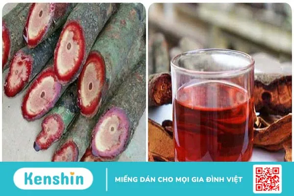 Những ai không nên uống cỏ máu? Tác dụng của cây cỏ máu 1