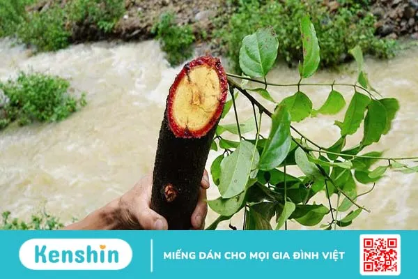 Những ai không nên uống cỏ máu? Tác dụng của cây cỏ máu 4