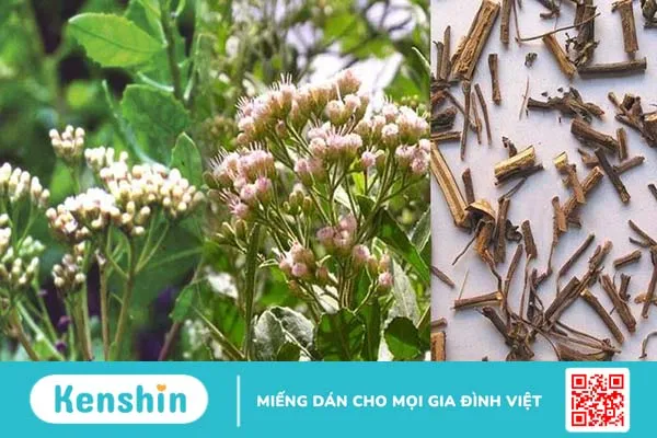 Những điều bạn cần biết về cây lức chữa bệnh trĩ an toàn nhất 1