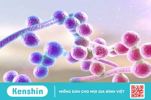 Những thông tin cần biết về bệnh nấm ống tai 2