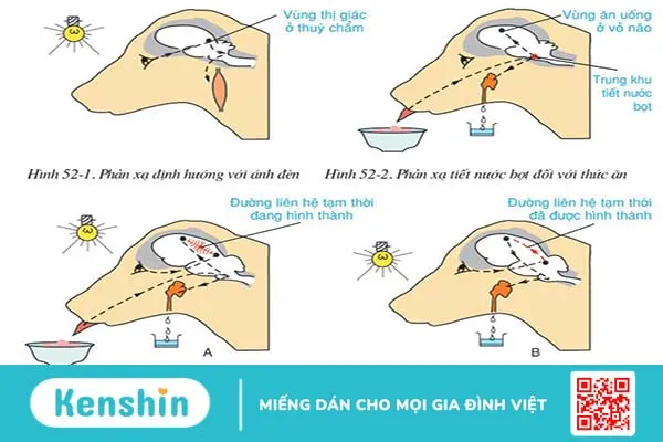 Phản xạ có điều kiện là gì? Phân loại các dạng phản xạ có điều kiện 3