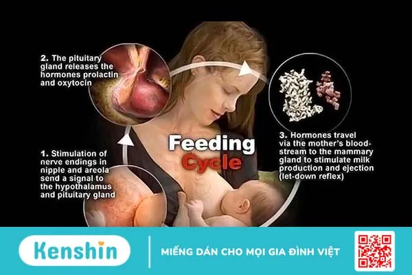 Phản xạ xuống sữa là gì? Những yếu tố ức chế phản xạ xuống sữa 1