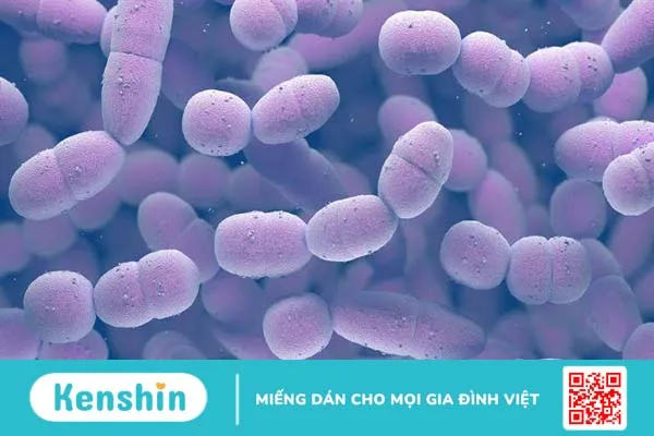 Phế cầu khuẩn S.pneumoniae là gì? Nguyên nhân, triệu chứng và cách phòng ngừa 2