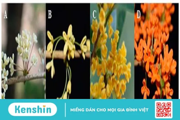 Quế hoa là gì? Vai trò của chúng trong Y học cổ truyền và hiện đại 2