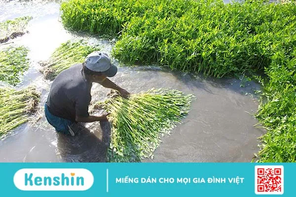 Rau cần ta có tác dụng gì 1