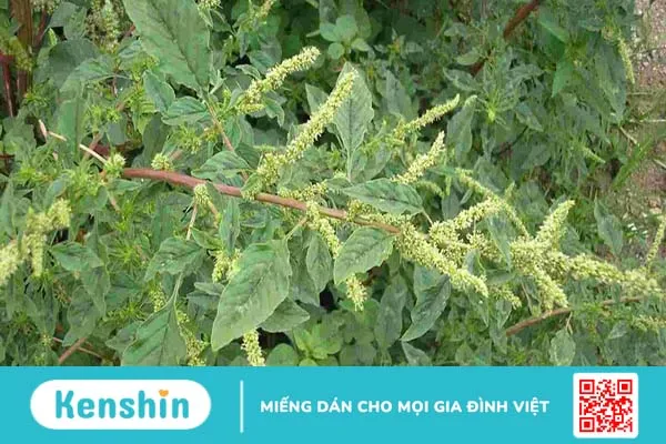 Rau dền gai chữa giãn tĩnh mạch: Cách dùng hiệu quả và an toàn 1