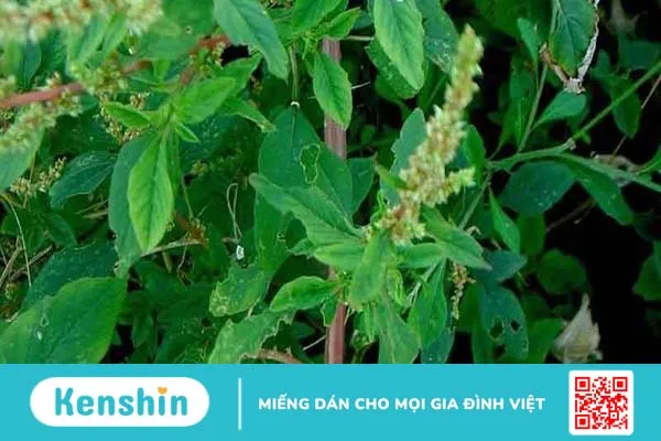 Rau dền gai chữa giãn tĩnh mạch: Cách dùng hiệu quả và an toàn 2