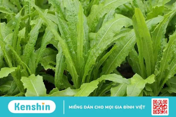 Rau diếp thơm có tác dụng gì? Thành phần dinh dưỡng trong diếp thơm 1