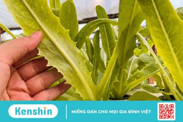 Rau diếp thơm có tác dụng gì? Thành phần dinh dưỡng trong diếp thơm 2