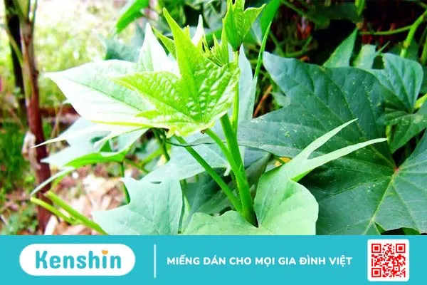 Rau lang: Món ăn dân dã nhưng lợi ích không ngờ! 1