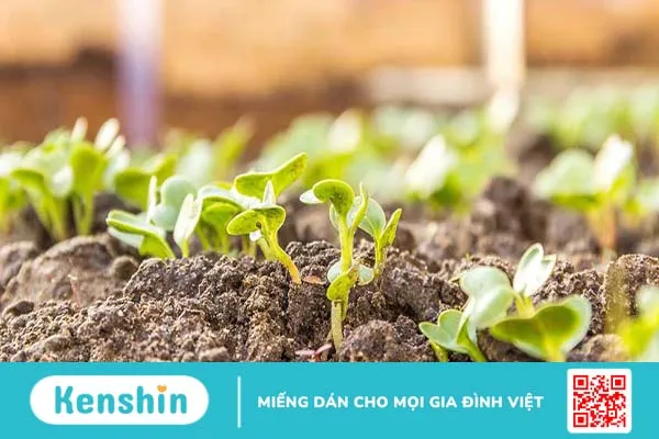 Rau mầm củ cải đỏ có tốt không? Tác dụng của rau mầm củ cải đỏ 2