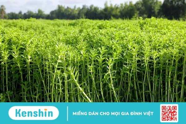 Rau om có những công dụng tuyệt vời gì? 1