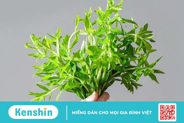 Giải đáp: Rau om có những công dụng tuyệt vời gì? 1