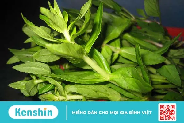 Giải đáp: Rau om có những công dụng tuyệt vời gì? 3