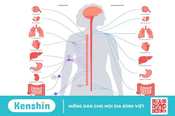 Run do rối loạn thần kinh thực vật là gì? 2