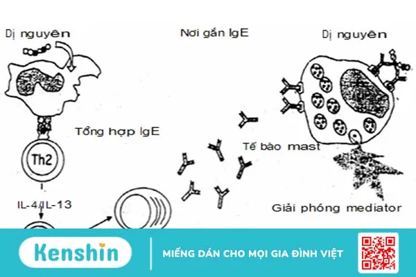 Sốc phản vệ và dị ứng - khác hay giống nhau?