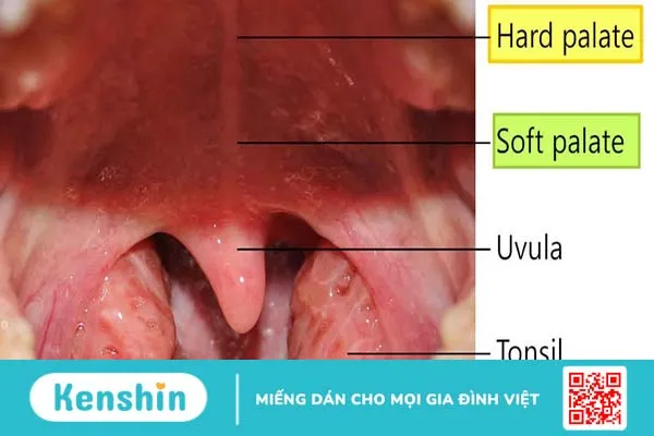 Soft palate là gì? Cấu tạo và chức năng của soft palate 1