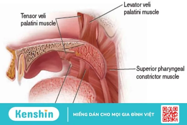 Soft palate là gì? Cấu tạo và chức năng của soft palate 2