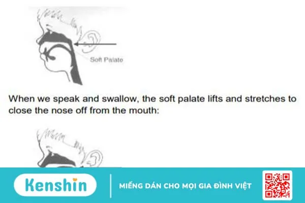 Soft palate là gì? Cấu tạo và chức năng của soft palate 3