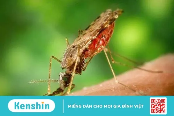 Sốt rét ác tính thể não có nguy hiểm đến tính mạng không? 1