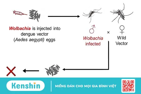 Sử dụng muỗi cấy vi khuẩn để ngăn ngừa lây nhiễm sốt xuất huyết ở Brazil 1