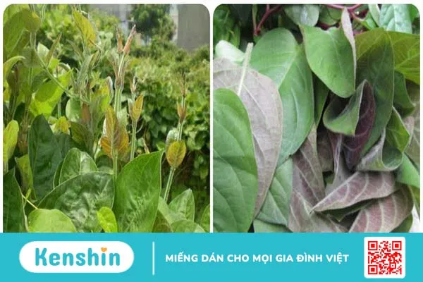 Tác hại của lá mơ lông và những lưu ý khi sử dụng 1