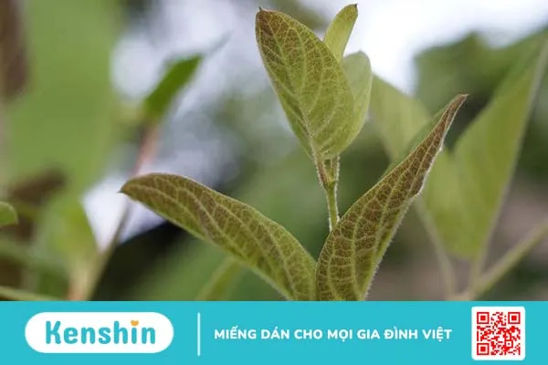 Tác hại của lá mơ lông và những lưu ý khi sử dụng 2