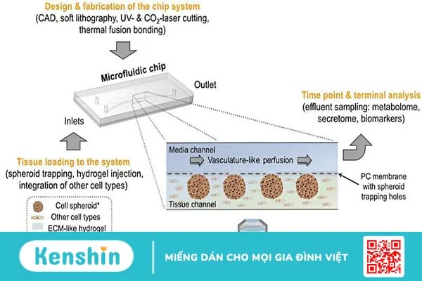 Tái tạo cấu trúc tuyến tụy trên vi mạch - phát minh mới cho bệnh tiểu đường 3