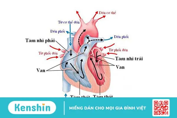 Tâm nhĩ là gì? Các bệnh lý thường gặp ở tâm nhĩ 1